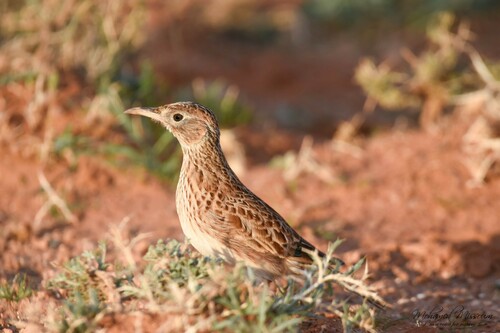 Dupont's Lark, Tlemcen, DZ, photo 8 of 10