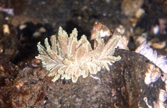 Phyllodesmium crypticum