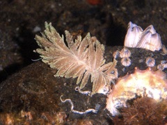 Phyllodesmium crypticum
