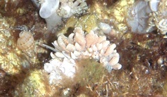 Phyllodesmium crypticum