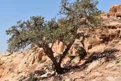 Juniperus phoenicea