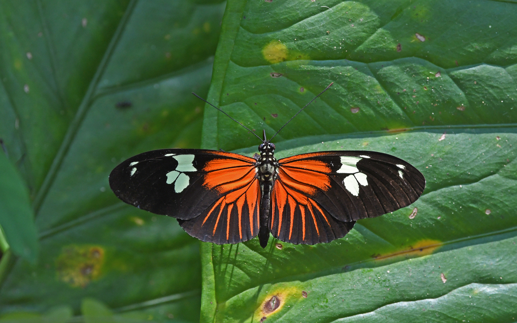 Heliconius burneyi