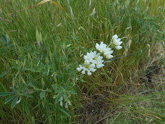 Lupinus densiflorus
