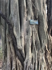 Ficus amplissima