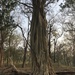 Ficus amplissima - Photo (c) J. Burke Korol,  זכויות יוצרים חלקיות (CC BY-NC), הועלה על ידי J. Burke Korol