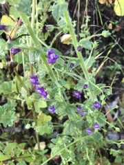 Sairocarpus nuttallianus