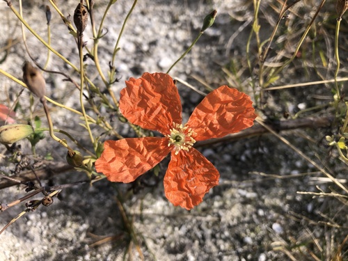 Papaver armeniacum (Papaver armeniacum)