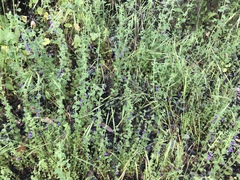 Sairocarpus nuttallianus