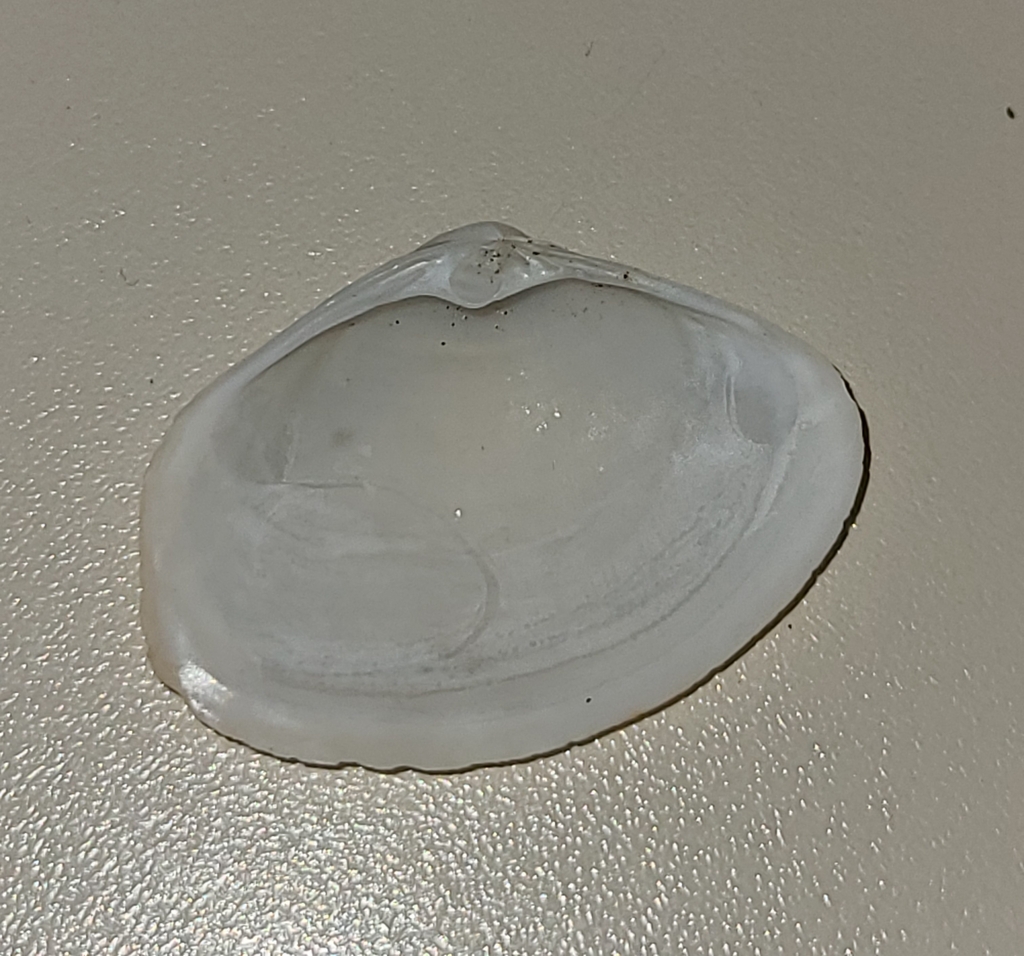 bent surfclam