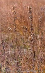 Pedicularis parviflora