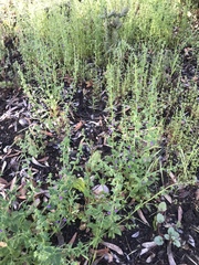 Sairocarpus nuttallianus