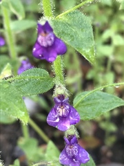 Sairocarpus nuttallianus