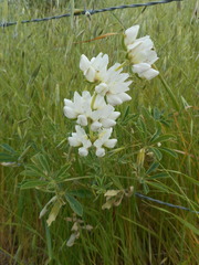 Lupinus densiflorus