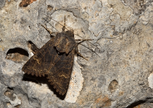 Aporophyla chioleuca Herrich-Schäffer, 1850