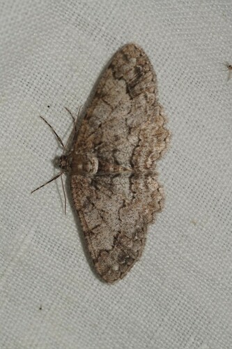 Paradarisa consonaria