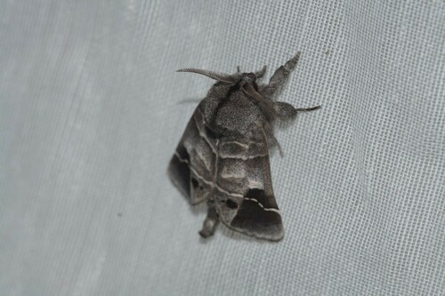 Clostera anachoreta