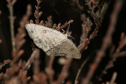 Cyclophora albipunctata