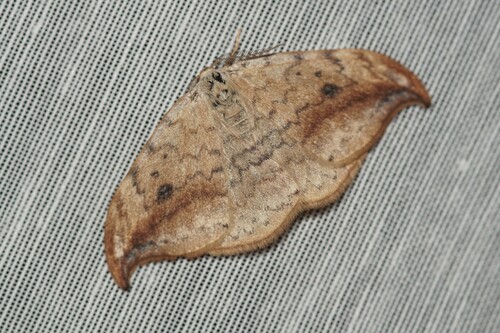 Drepana falcataria