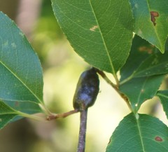 Malacosoma americana