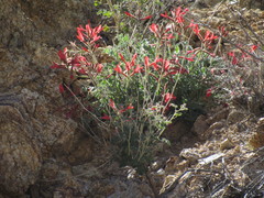 Astragalus coccineus