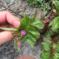 Epilobium ciliatum watsonii