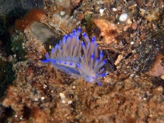 Coryphellina lotos