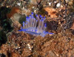 Coryphellina lotos