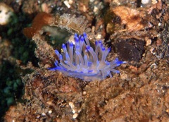 Coryphellina lotos