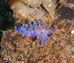 Coryphellina lotos