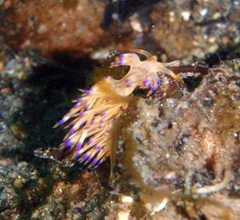 Sakuraeolis