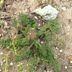 Daucus pusillus