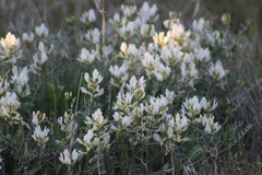 Astragalus speirocarpus