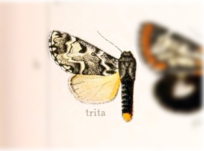 Clemira trita