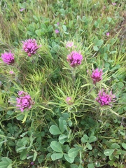 Castilleja exserta