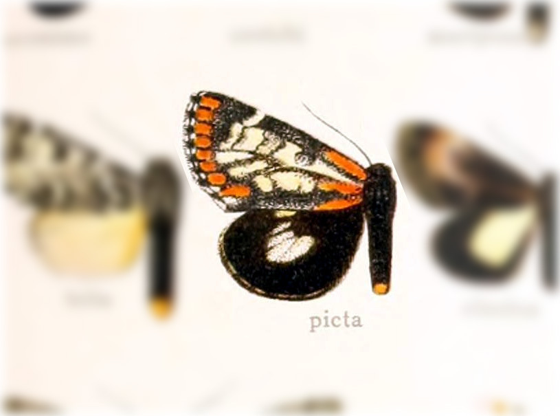 Erocha picta