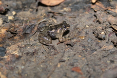 Occidozyga laevis