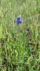 Lupinus nanus