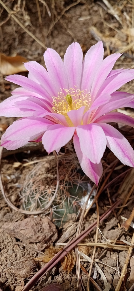 Echinocereus weinbergii, 99484 Zac., México