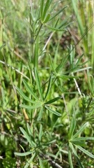 Lupinus nanus