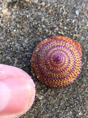 Calliostoma annulatum
