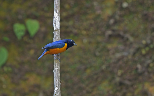 Rufous-bellied Euphonia (Euphonia rufiventris), photo 7