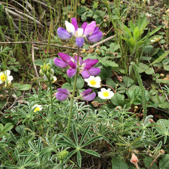 Lupinus variicolor