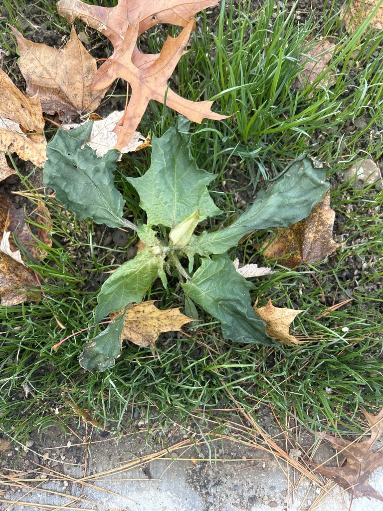 jimsonweed from The College of Wooster, Wooster, OH, US on October 31