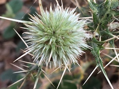 Echinops echinatus