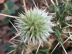 Echinops echinatus