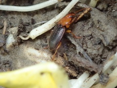 Amphasia interstitialis