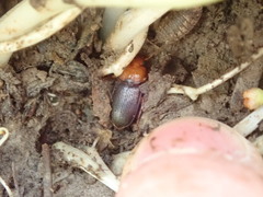 Amphasia interstitialis