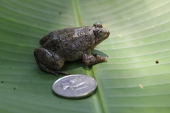Occidozyga laevis