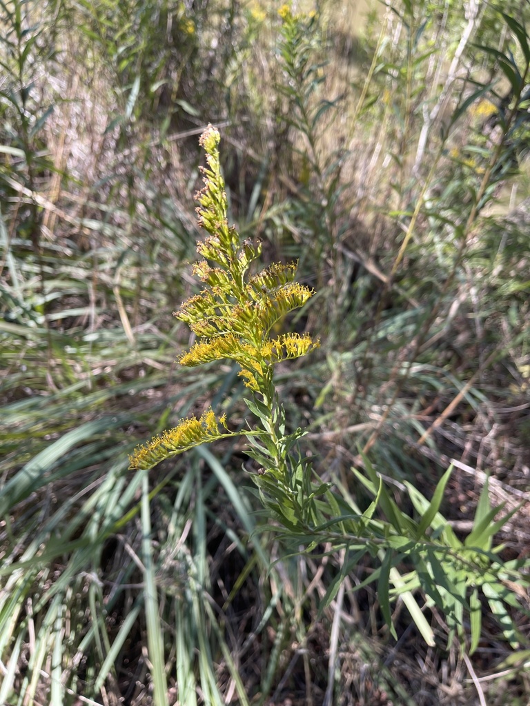 tall goldenrod from Leon Creek, San Antonio, TX, US on October 31, 2023 ...