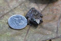 Platymantis corrugatus